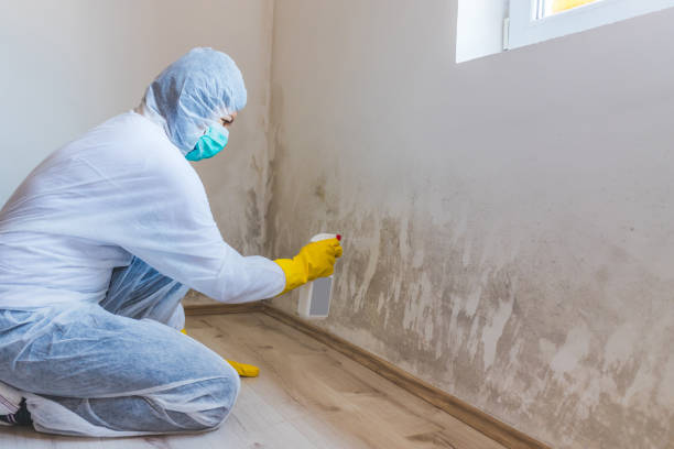 Licensed Mold Remediation service in Forest Hill, TX - WQB Mold Removal